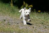 WESTIE 319